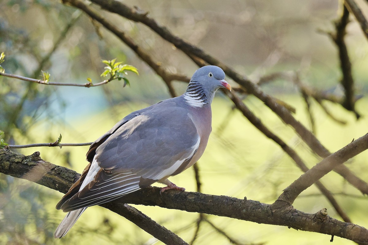 Common Wood-Pigeon - ML615718395