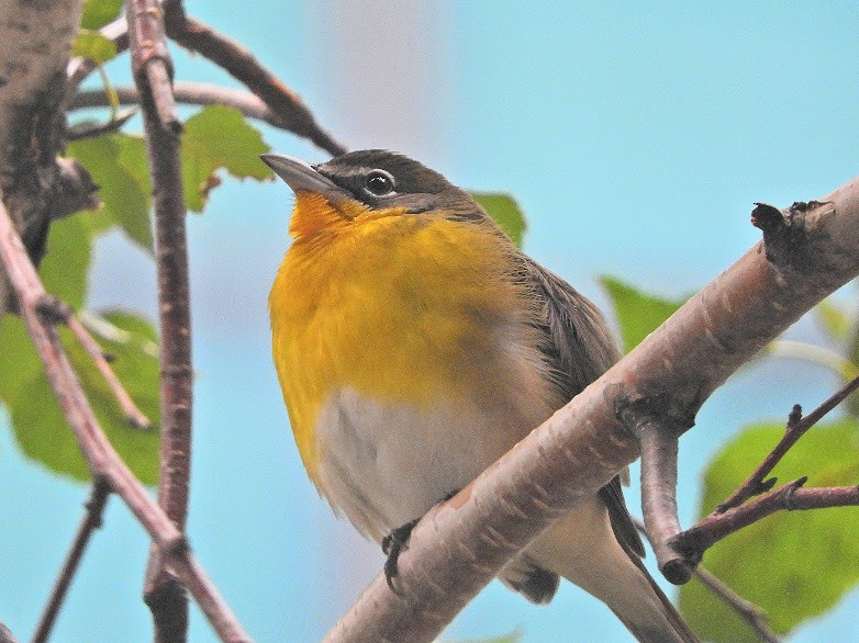 Yellow-breasted Chat - ML615718398