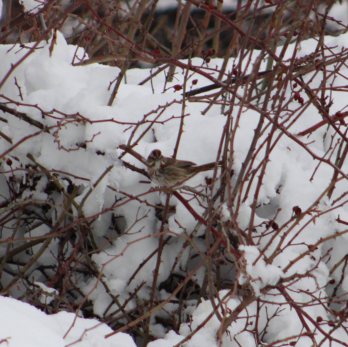 Song Sparrow - ML615718401