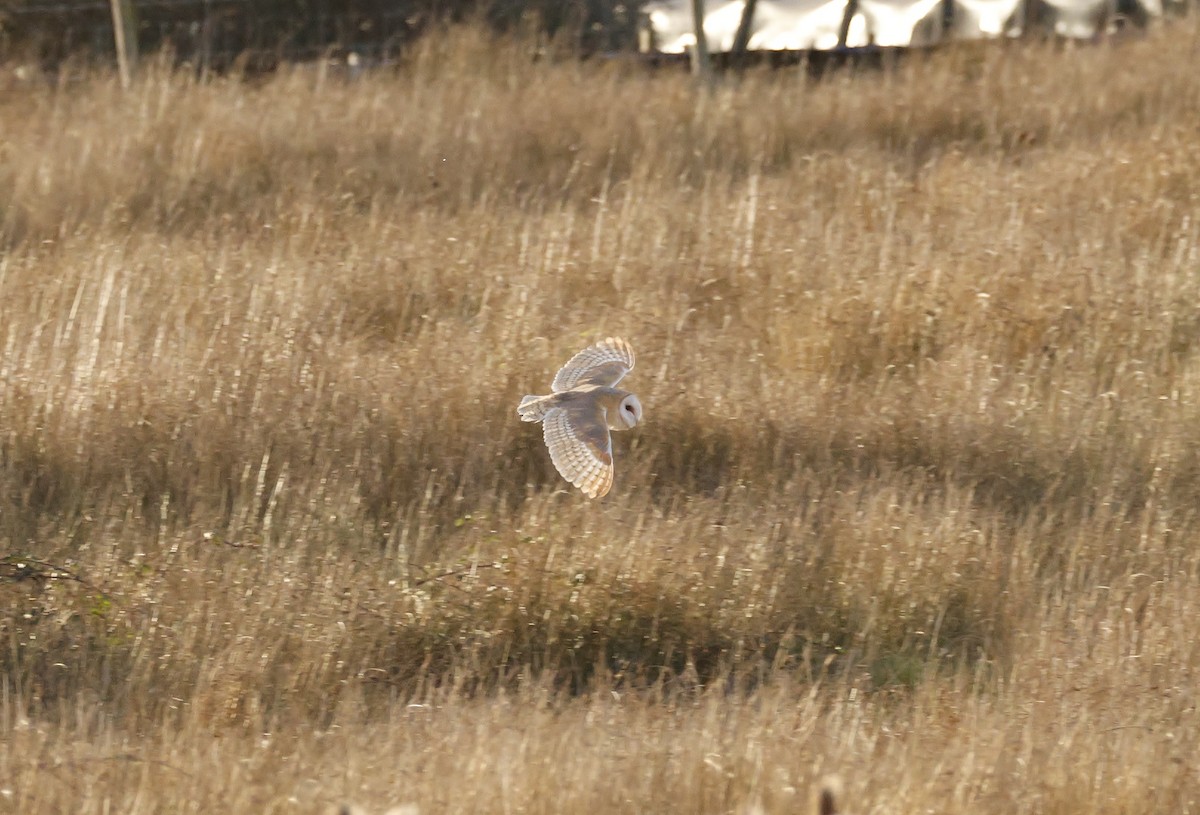 Barn Owl - ML615718414