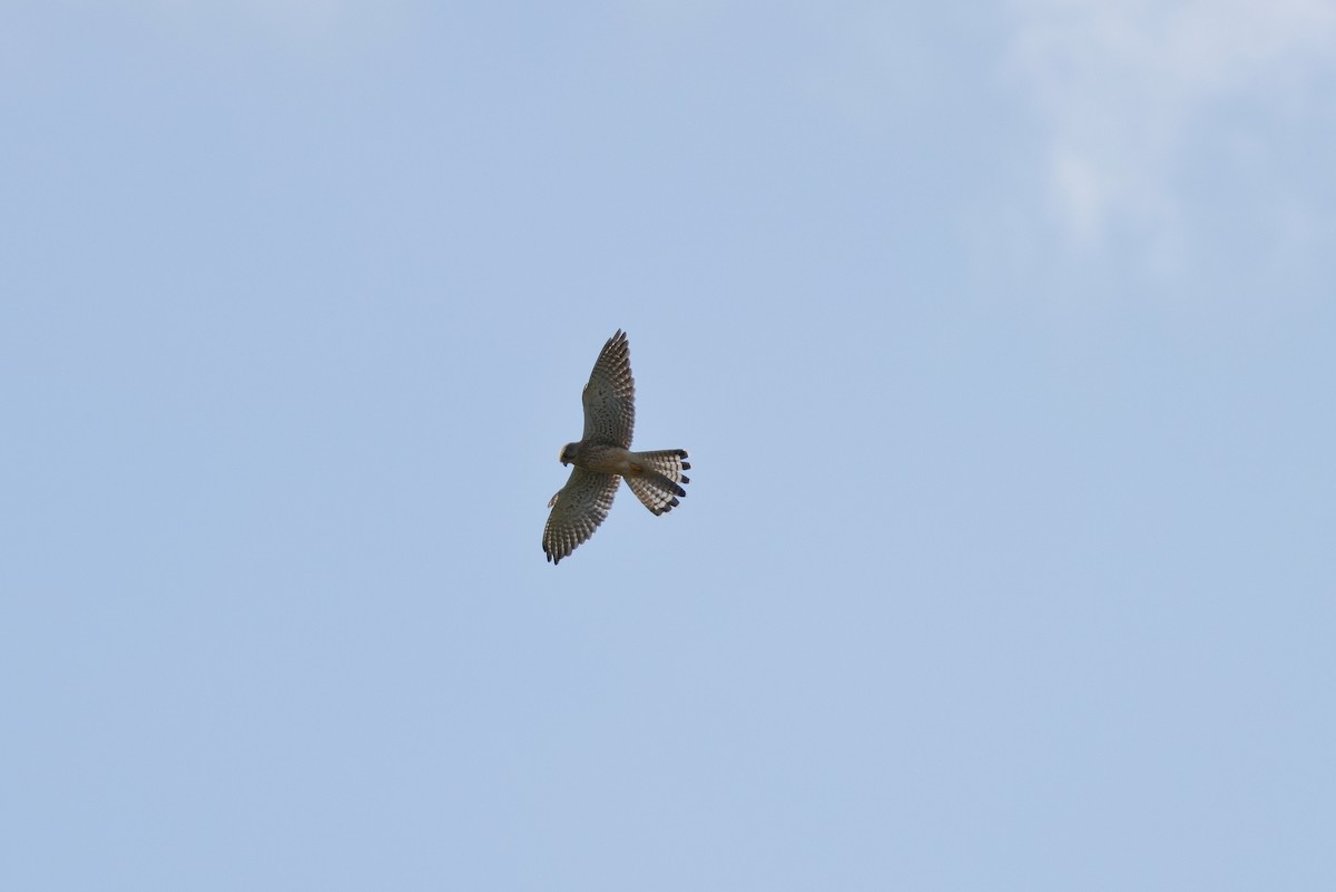 Eurasian Kestrel - ML615718415