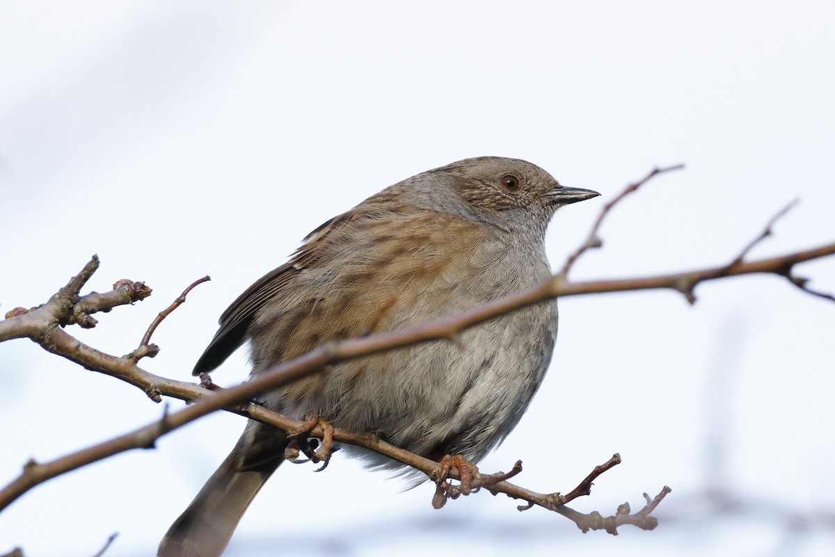 Dunnock - ML615718420