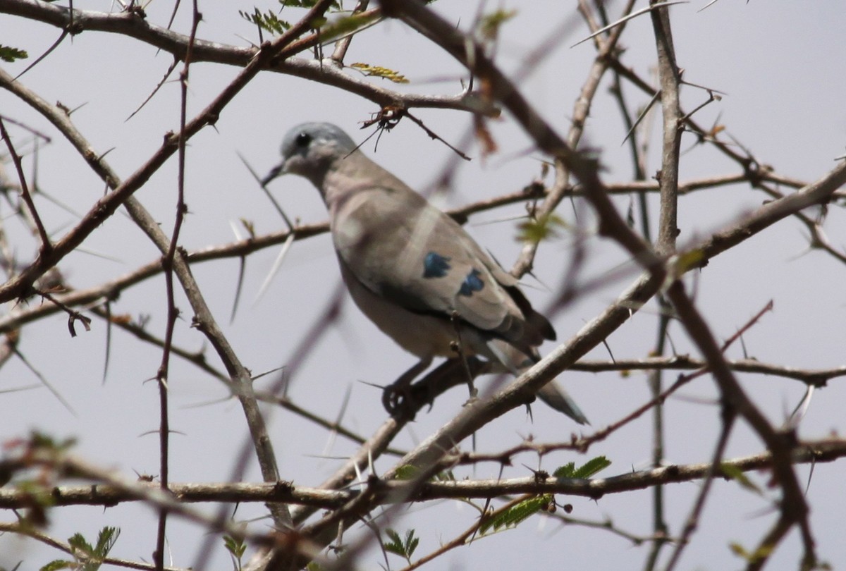 Emerald-spotted Wood-Dove - Stanislaw Czyz