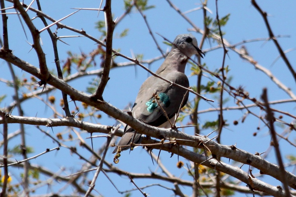 Emerald-spotted Wood-Dove - Stanislaw Czyz