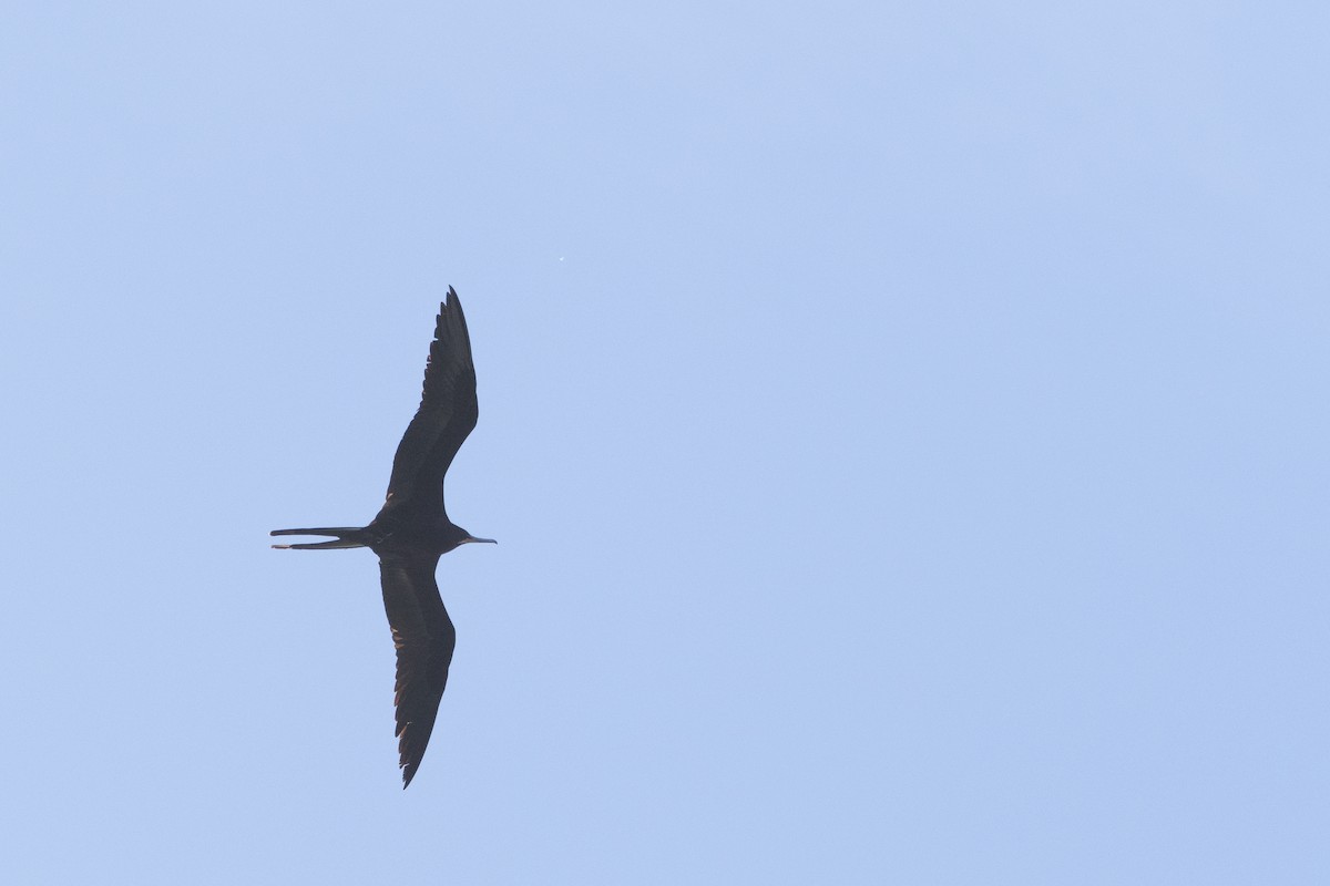 Magnificent Frigatebird - ML615718433