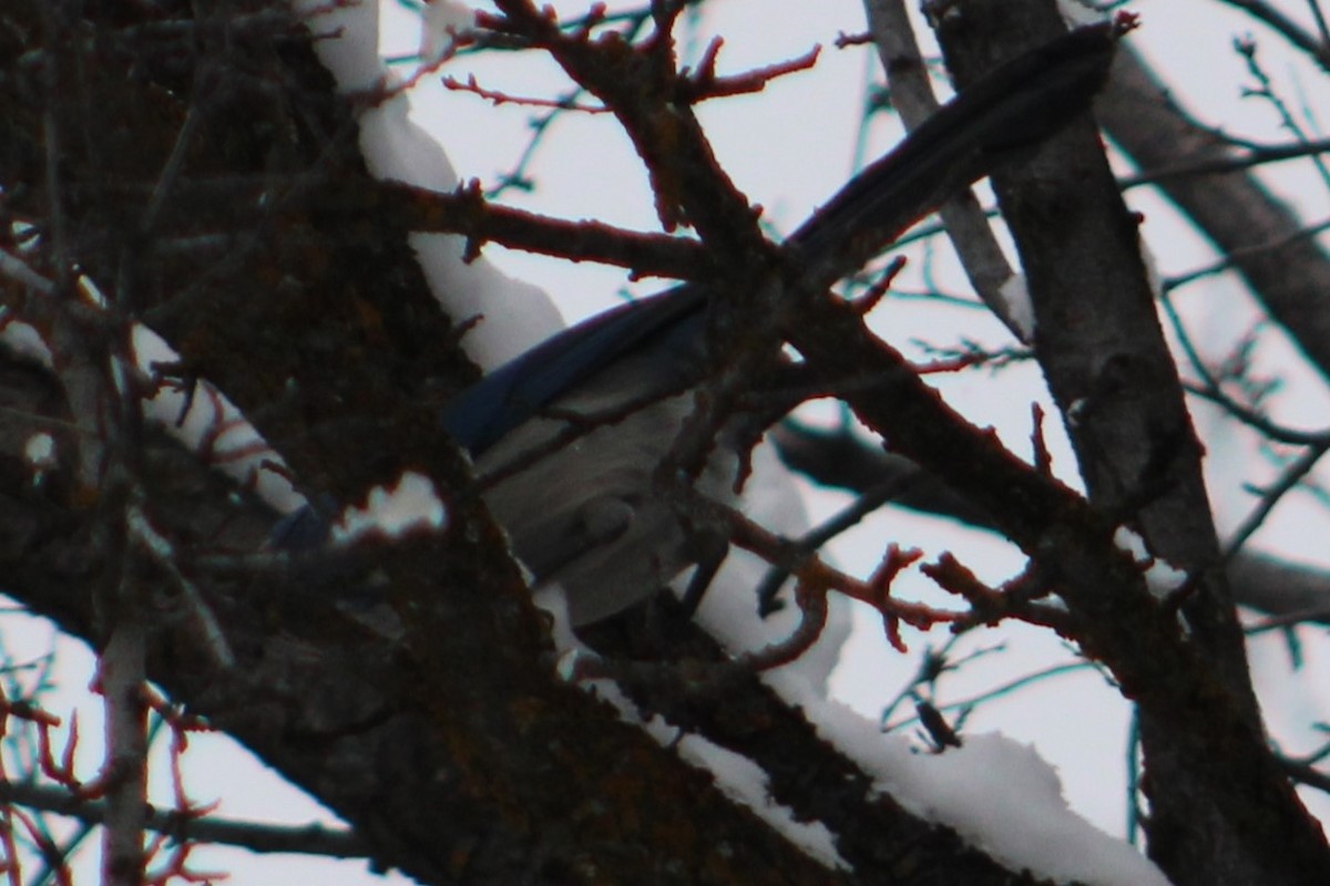 Woodhouse's Scrub-Jay - ML615718461