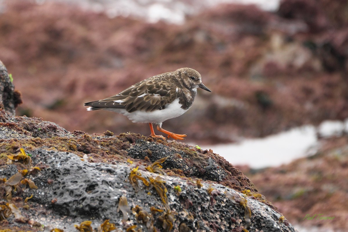 Ruddy Turnstone - Paul Tavares