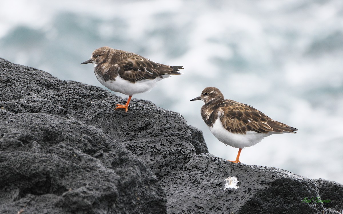 Ruddy Turnstone - Paul Tavares