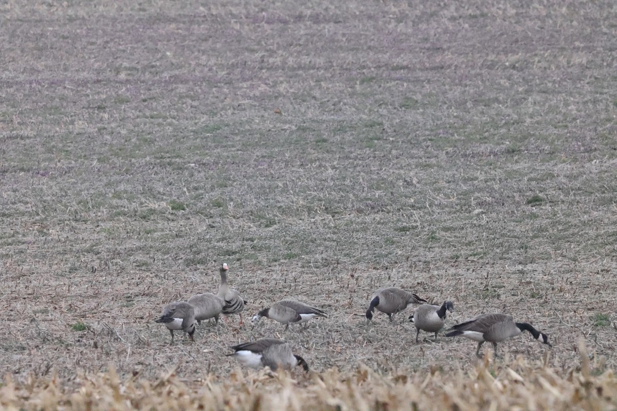 Greater White-fronted x Canada Goose (hybrid) - Jacob Socolar