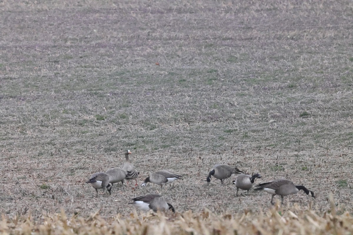 Greater White-fronted x Canada Goose (hybrid) - ML615718584