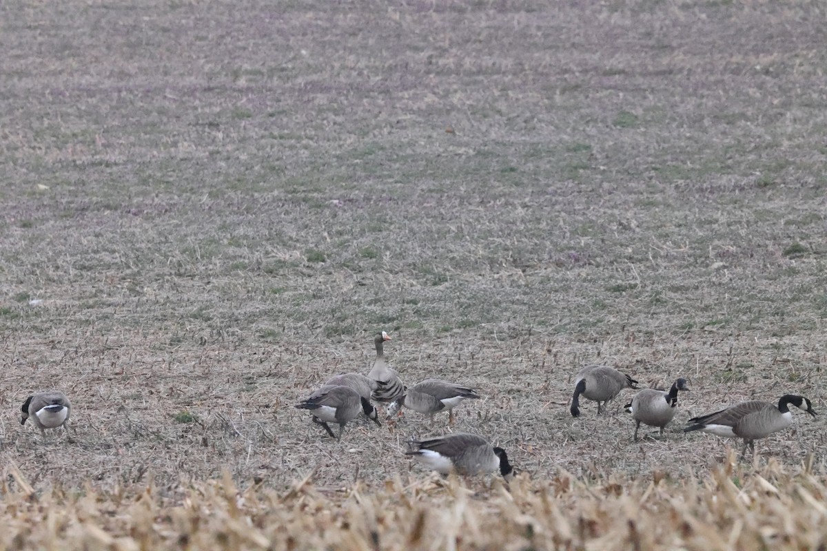 Greater White-fronted x Canada Goose (hybrid) - Jacob Socolar