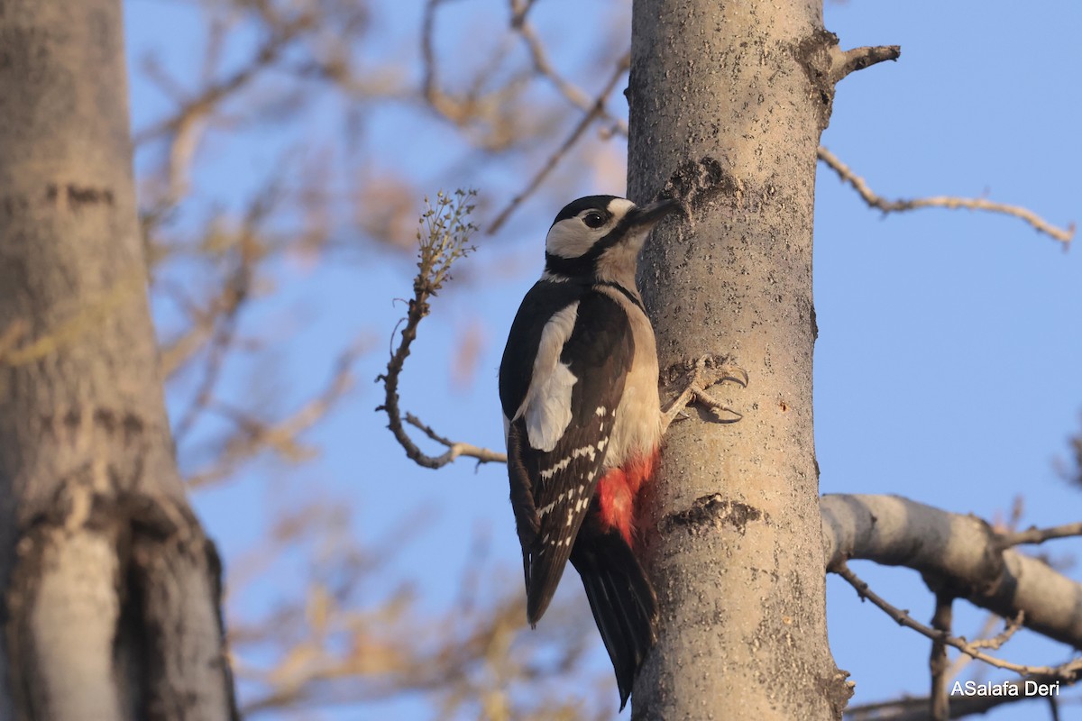 Great Spotted Woodpecker (Atlas) - Fanis Theofanopoulos (ASalafa Deri)