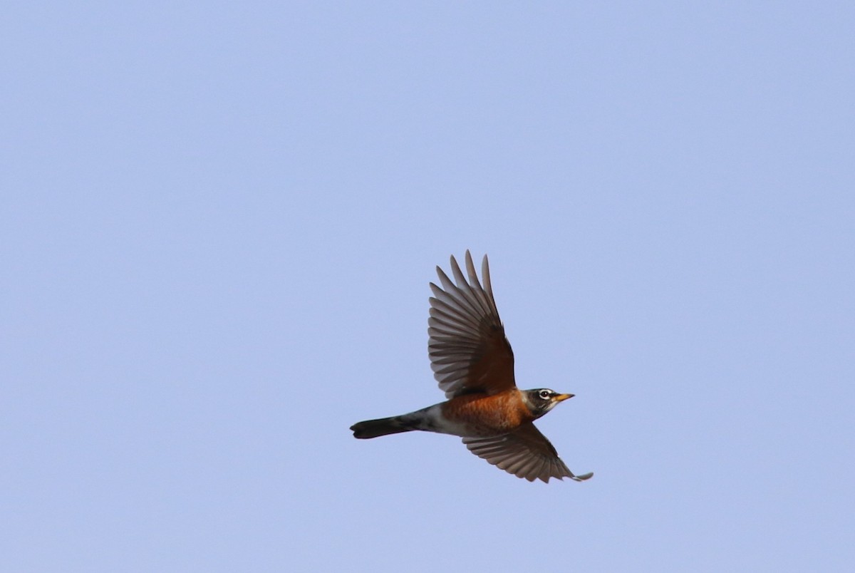 American Robin - ML615718688