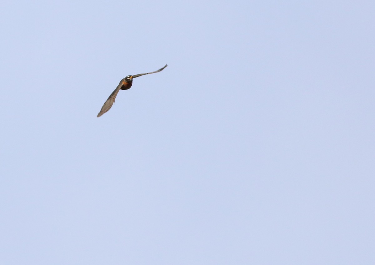 American Robin - ML615718693