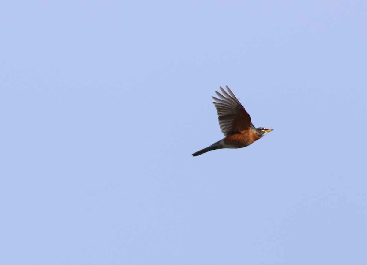 American Robin - ML615718694