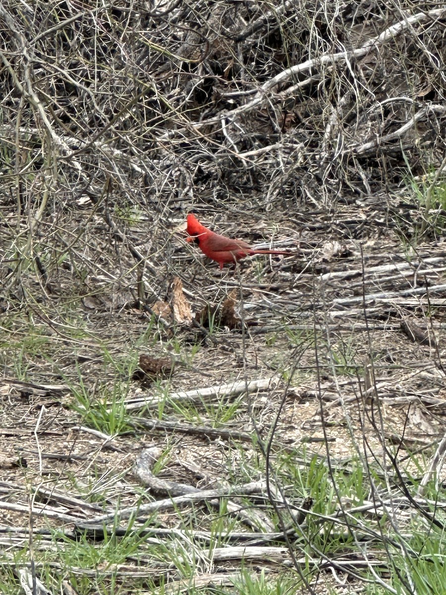 Northern Cardinal - ML615718781
