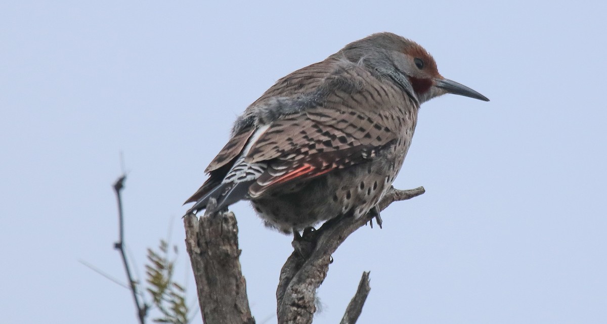 Northern Flicker (Red-shafted) - robert bowker