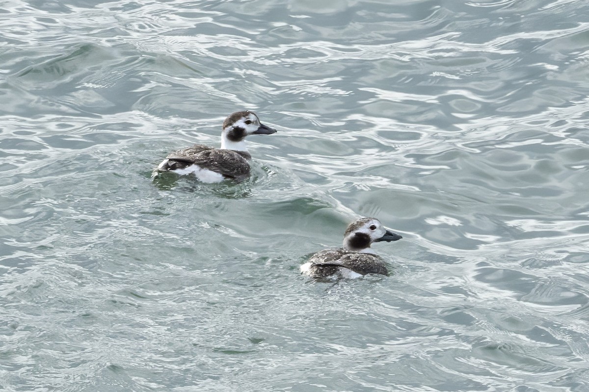 Long-tailed Duck - marlin harms