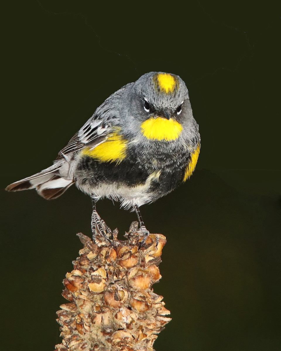 Yellow-rumped Warbler - ML615718877