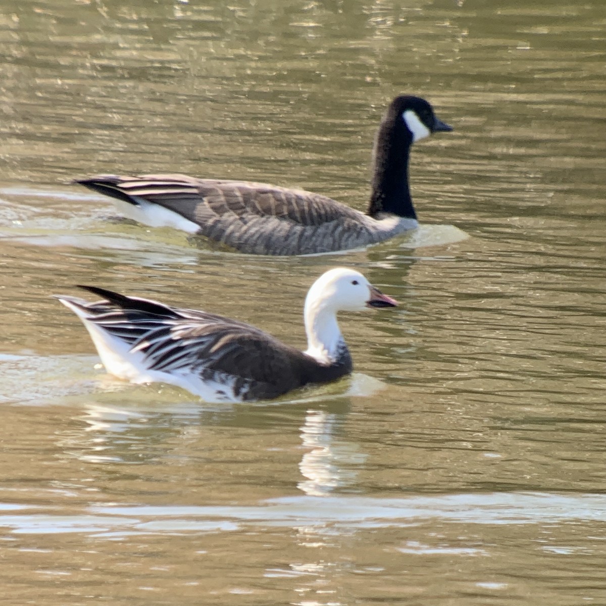 Snow Goose - ML615718897
