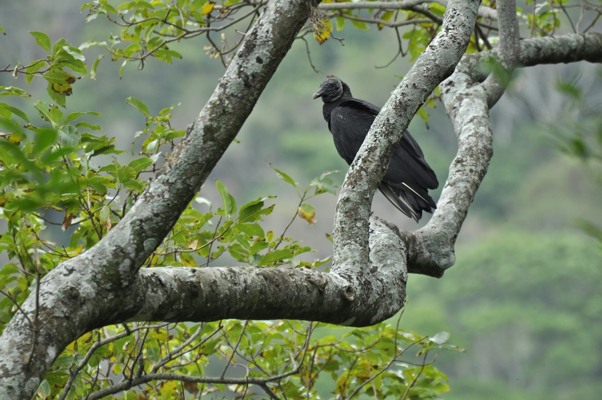 Black Vulture - ML615718967