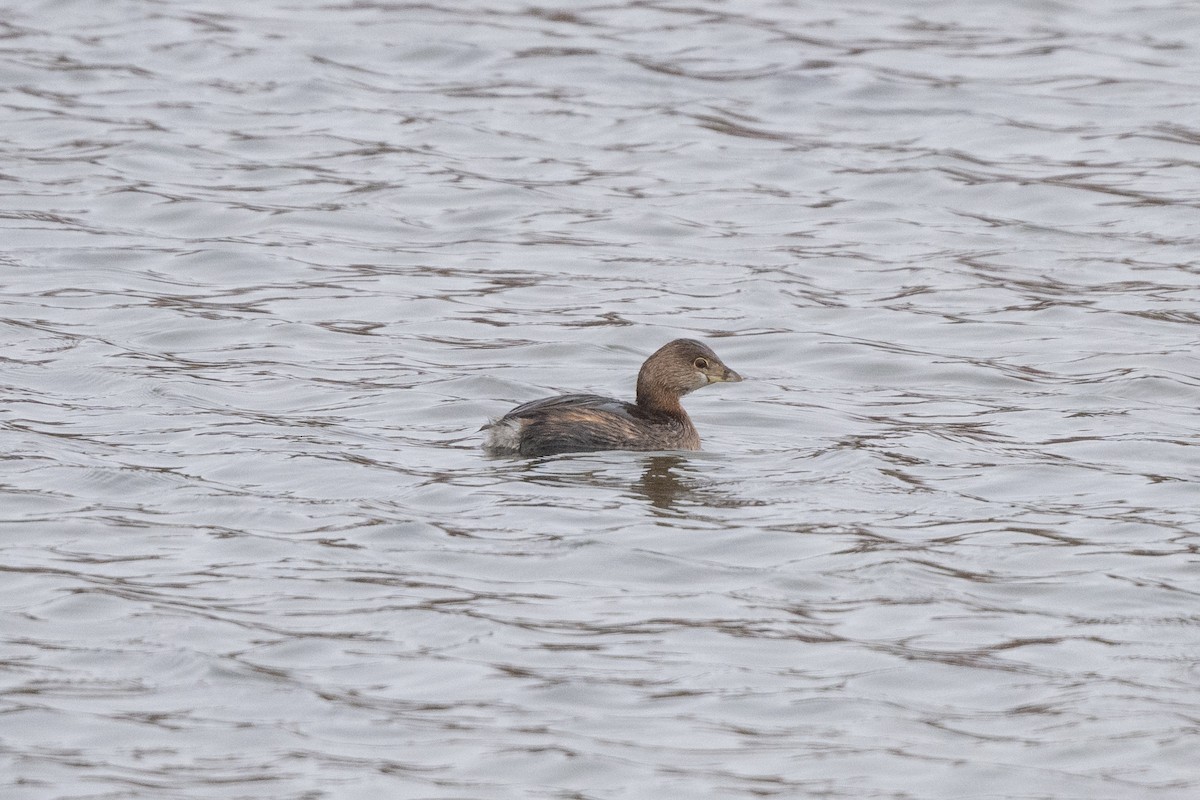 Pied-billed Grebe - ML615718978