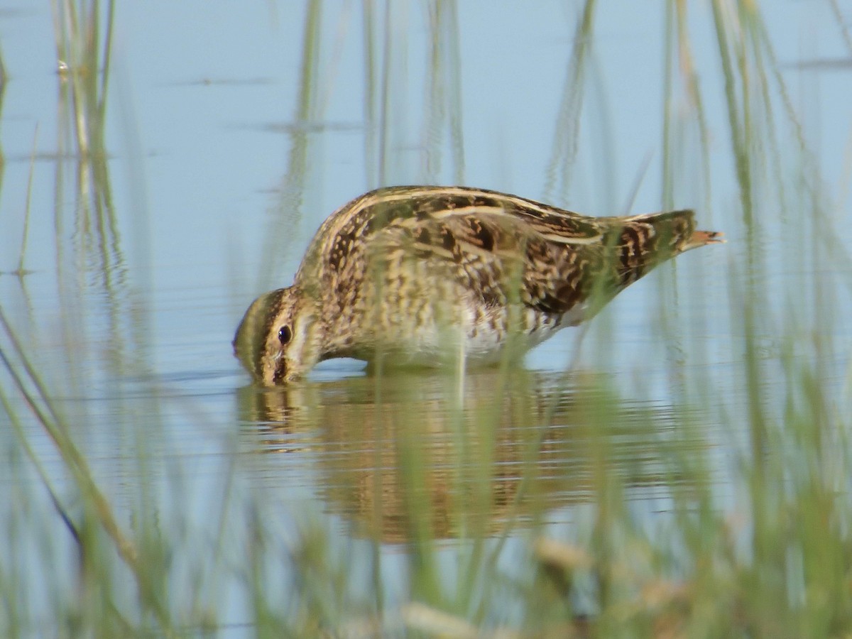 Common Snipe - ML615718988