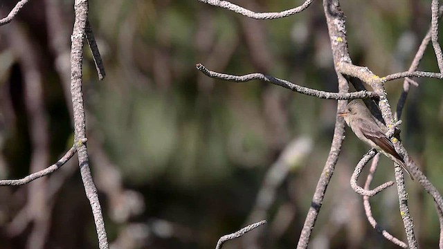 Western Wood-Pewee - ML615719027