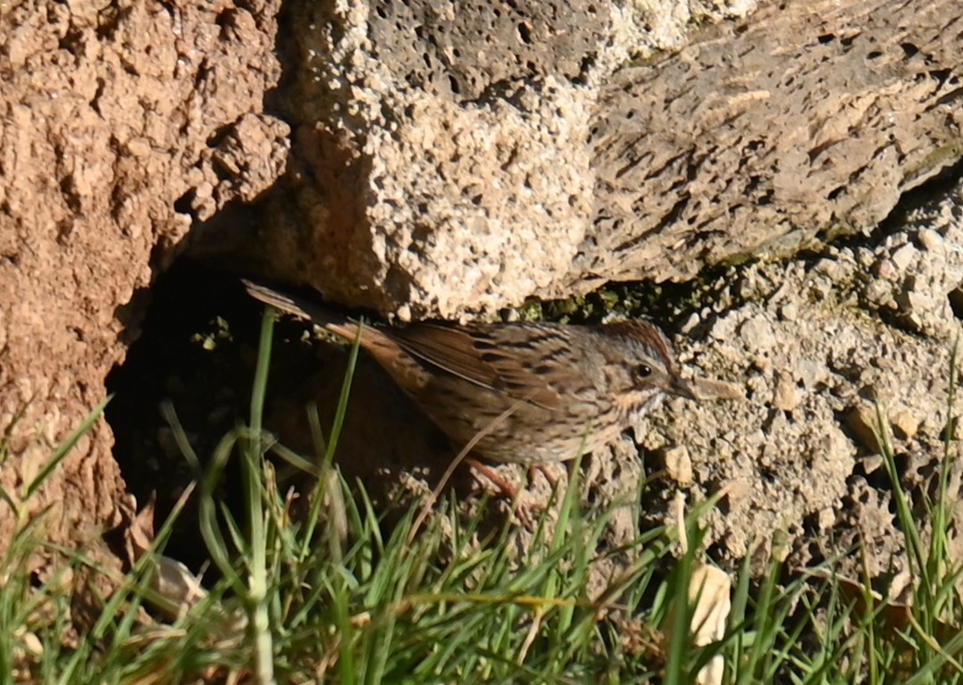 דרור הבית - ML615719030