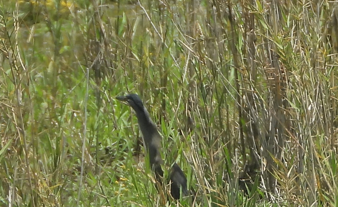 Striated Heron - Morten Winther Dahl