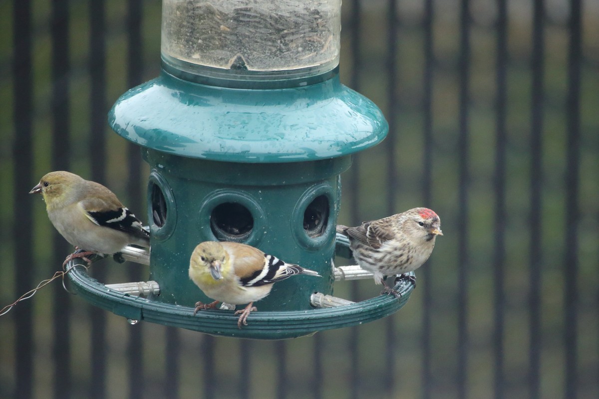 Common Redpoll - ML615719034