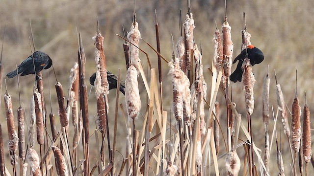 Red-winged Blackbird (Red-winged) - ML615719115