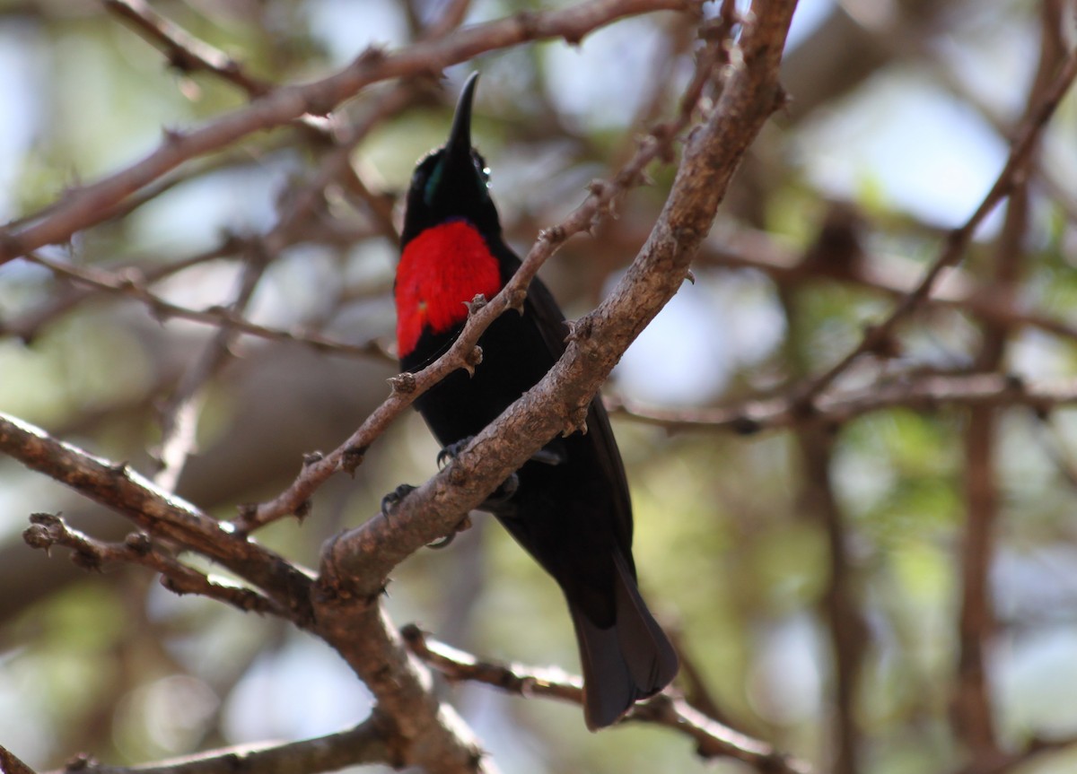 Hunter's Sunbird - ML615719195