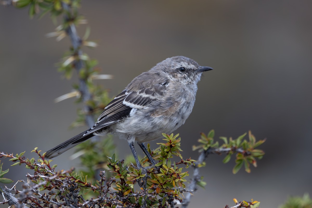 Sinsonte Patagón - ML615719209