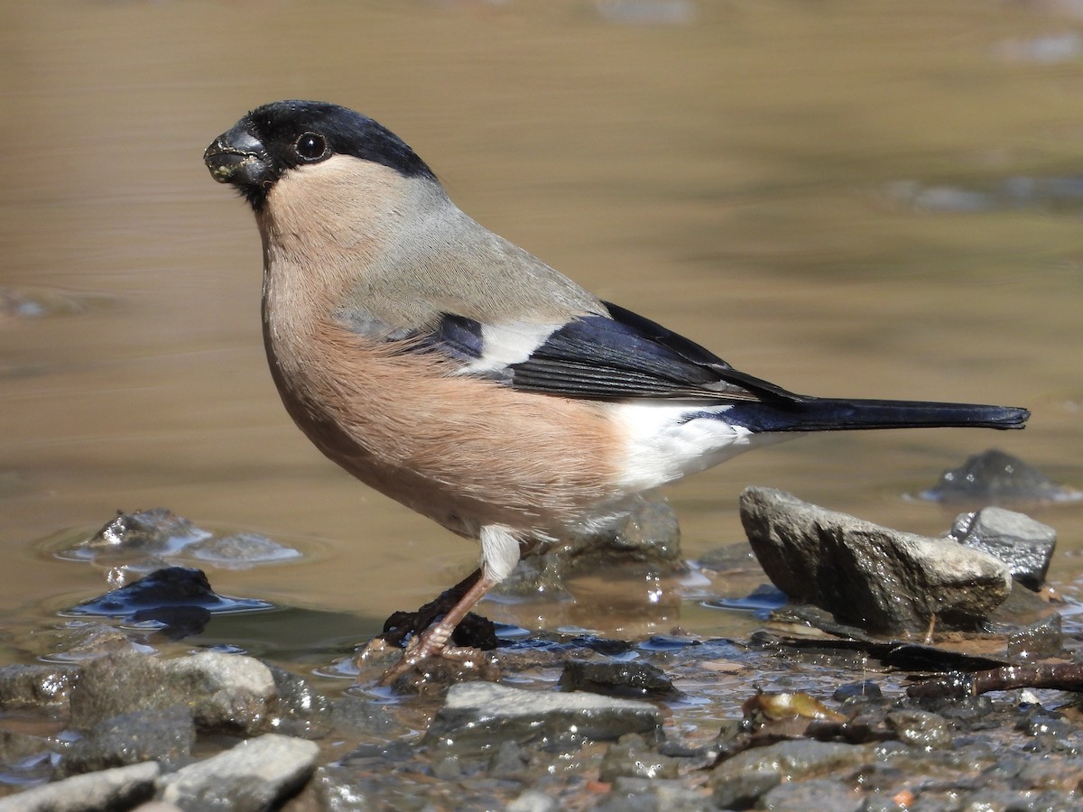 Eurasian Bullfinch - Juanjo Cipriano