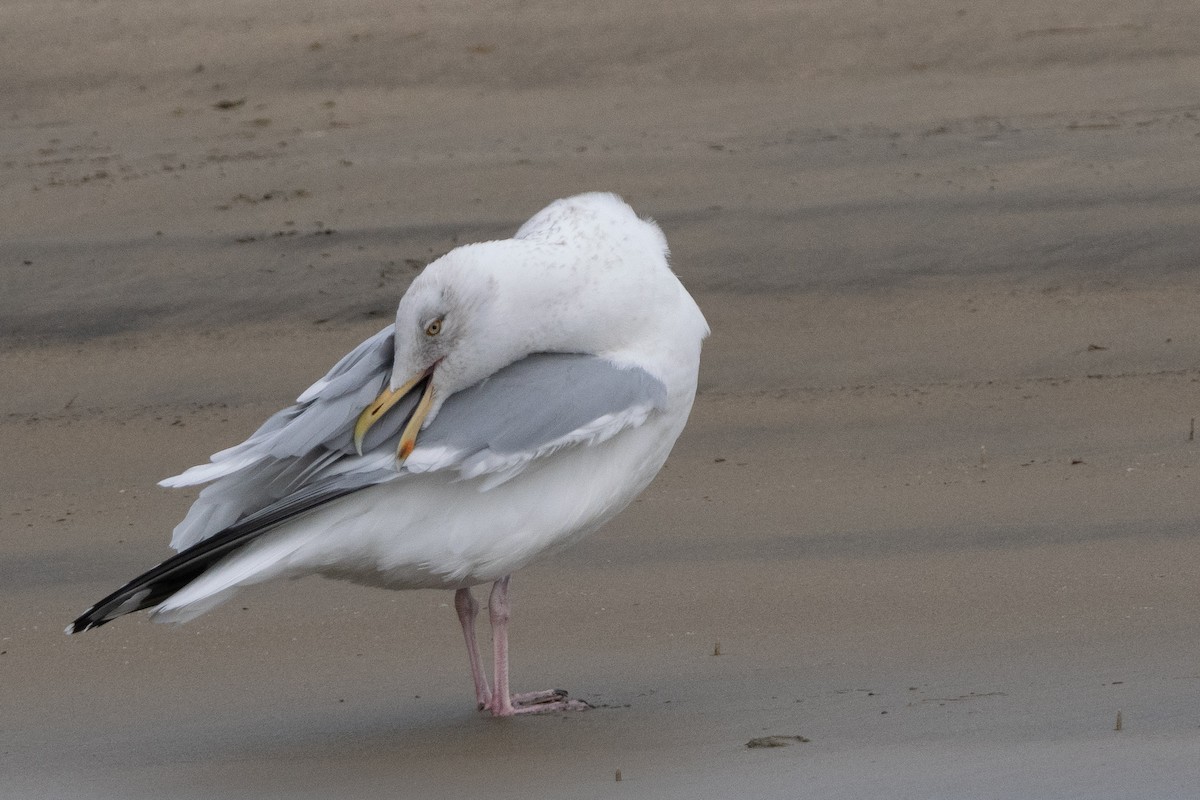 Herring Gull - ML615719364