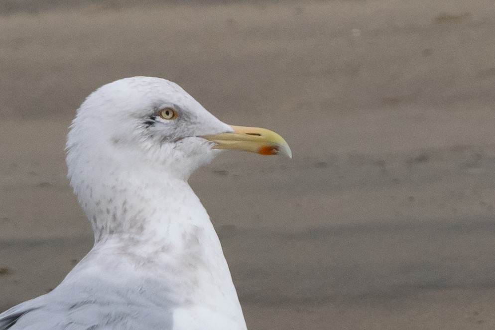 Gaviota Argéntea - ML615719372