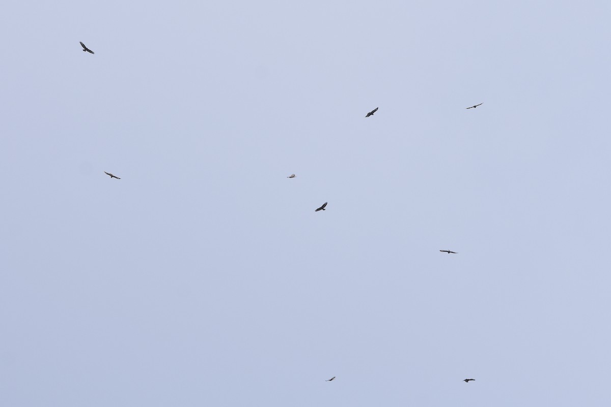 Common Buzzard - Giorgos Kouthouridis