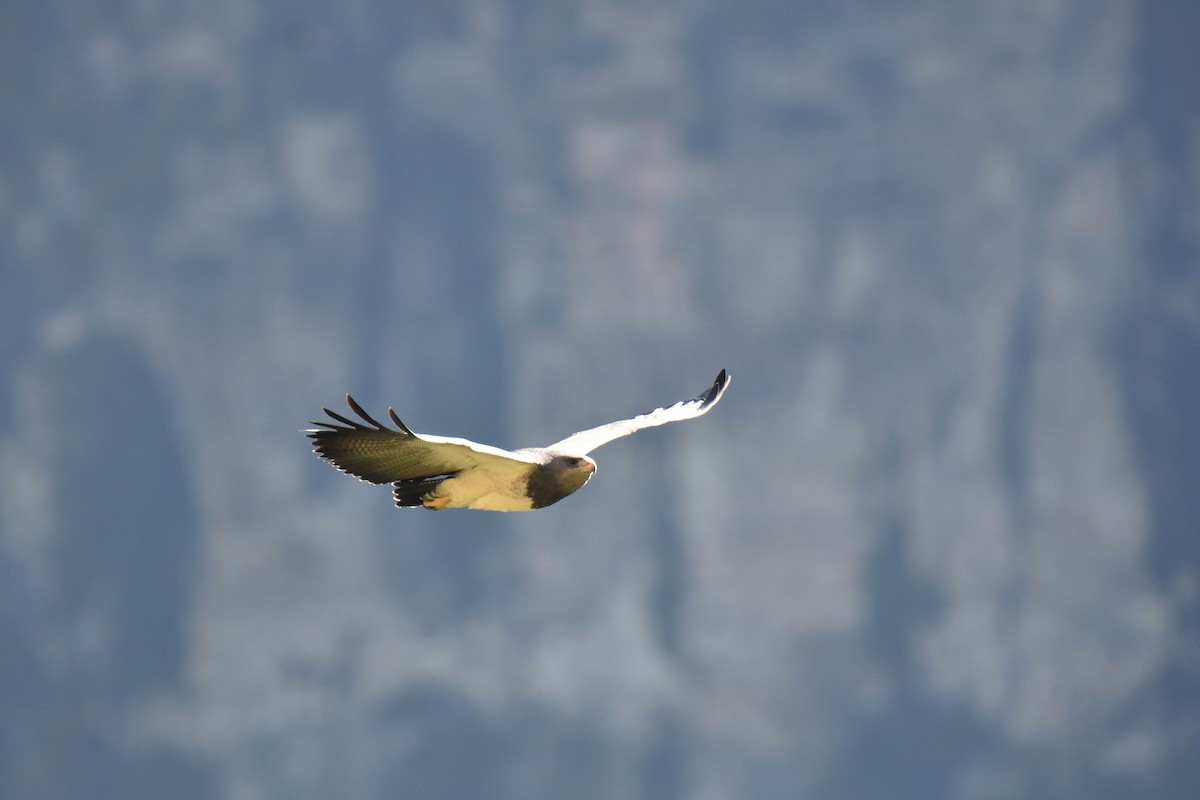 Black-chested Buzzard-Eagle - Antoine Rabussier