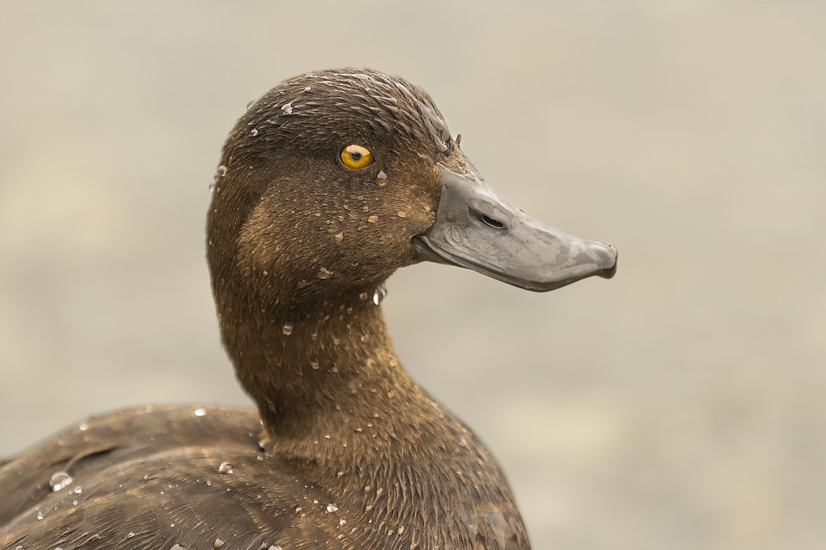 New Zealand Scaup - ML615719391