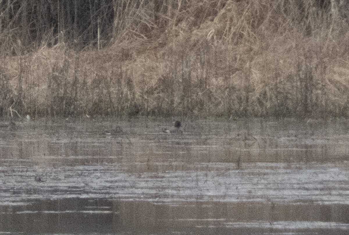 Green-winged Teal - Gordon Sheard