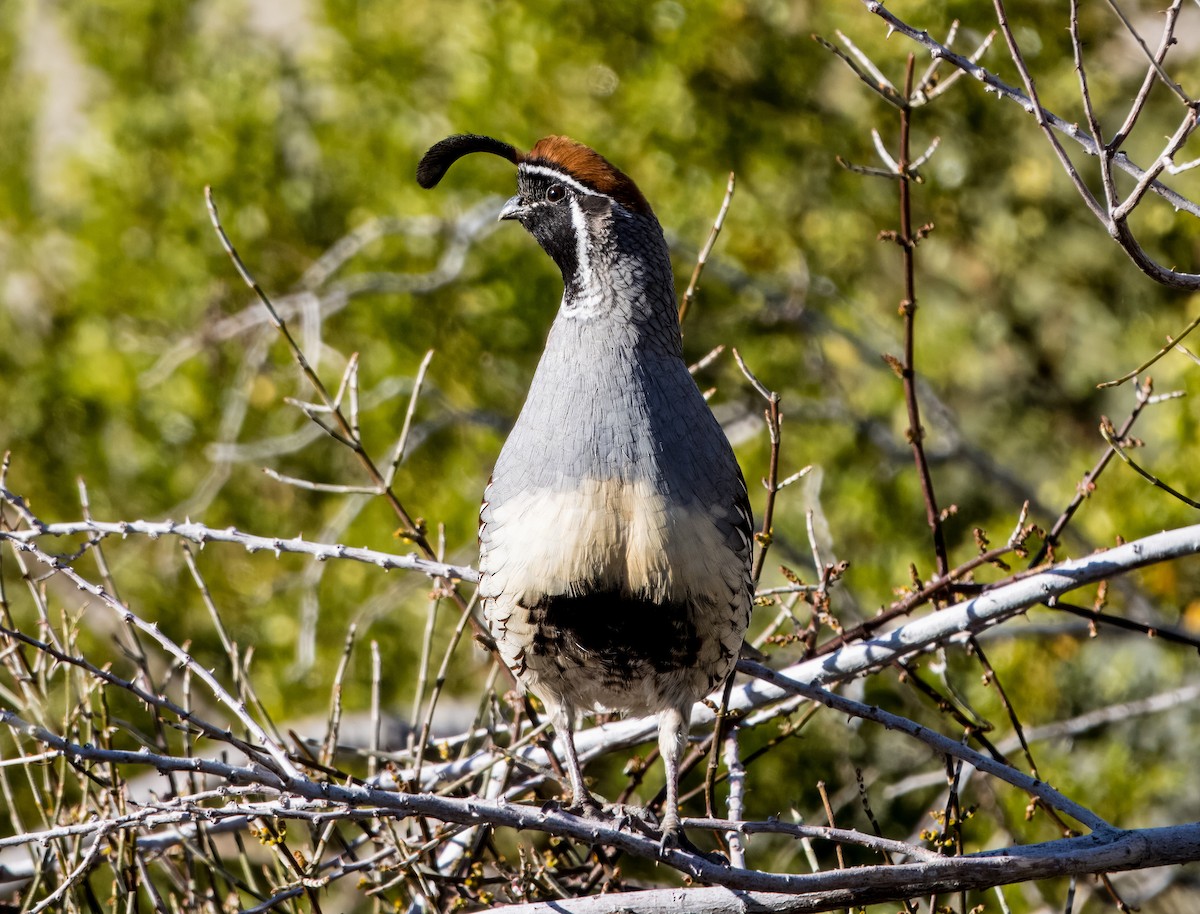 Gambel's Quail - ML615719484