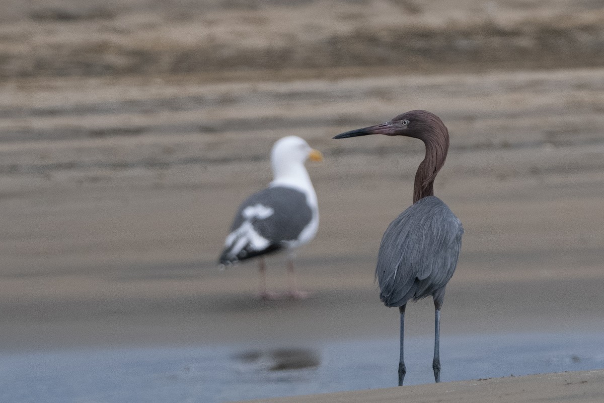 Reddish Egret - ML615719485