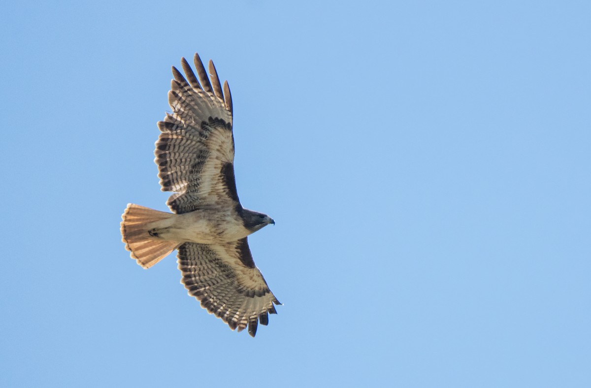 Red-tailed Hawk - Daniel Ward