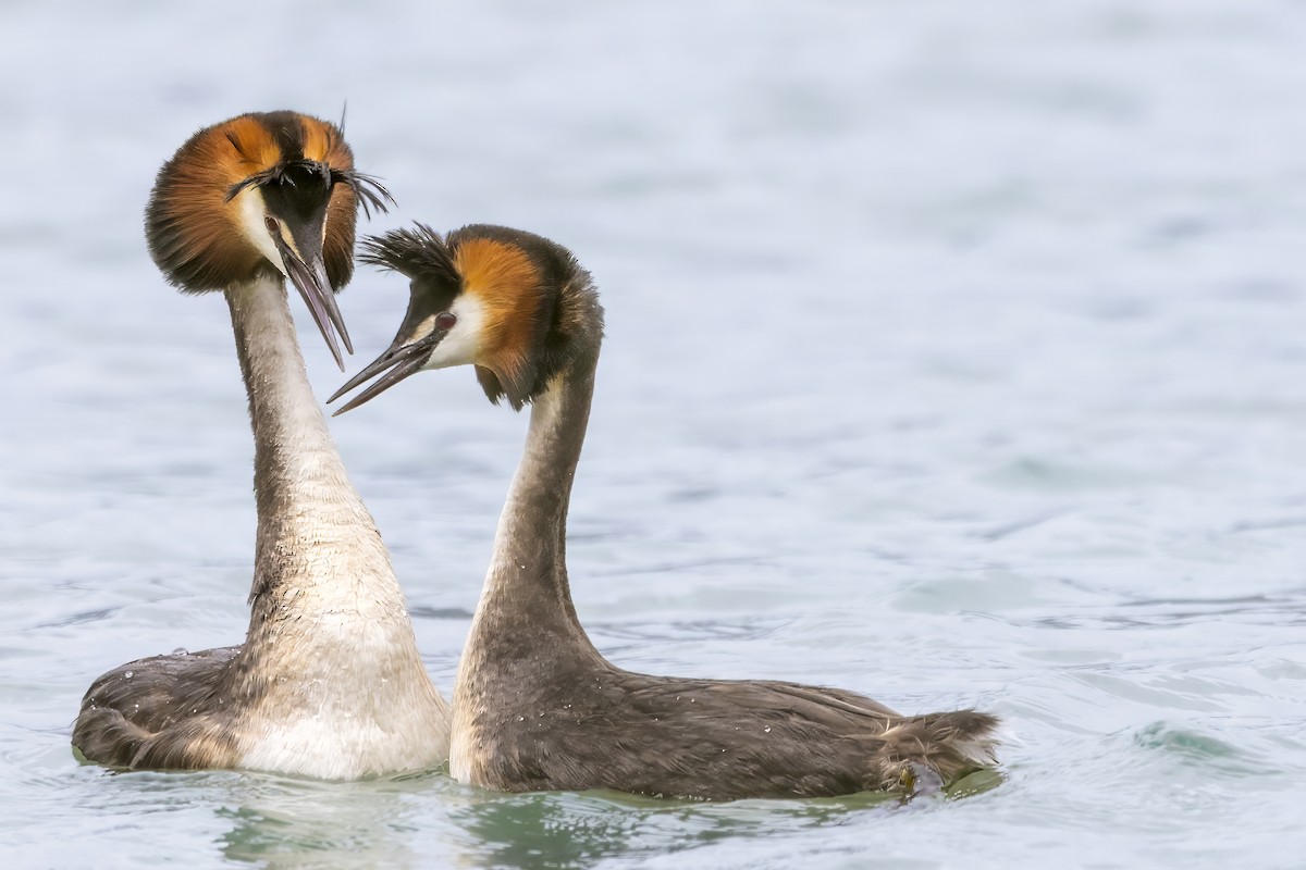 Great Crested Grebe - Shifaan Thowfeequ