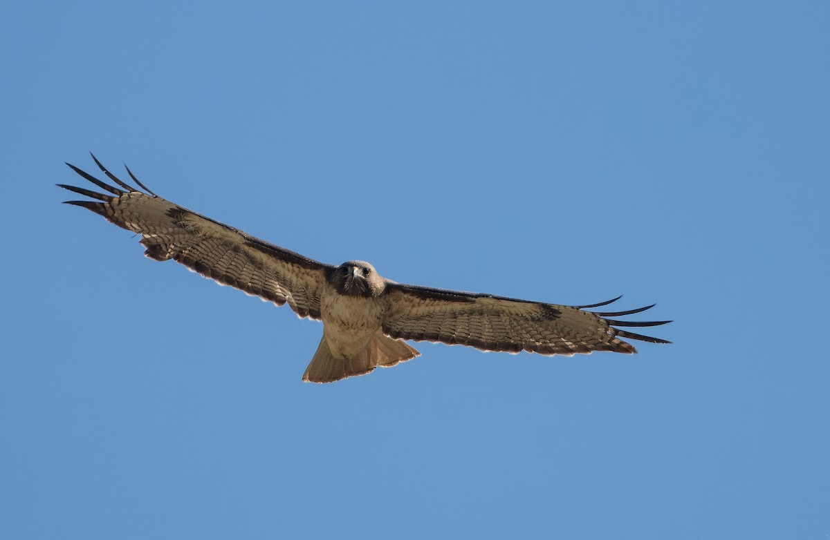 Red-tailed Hawk - Daniel Ward