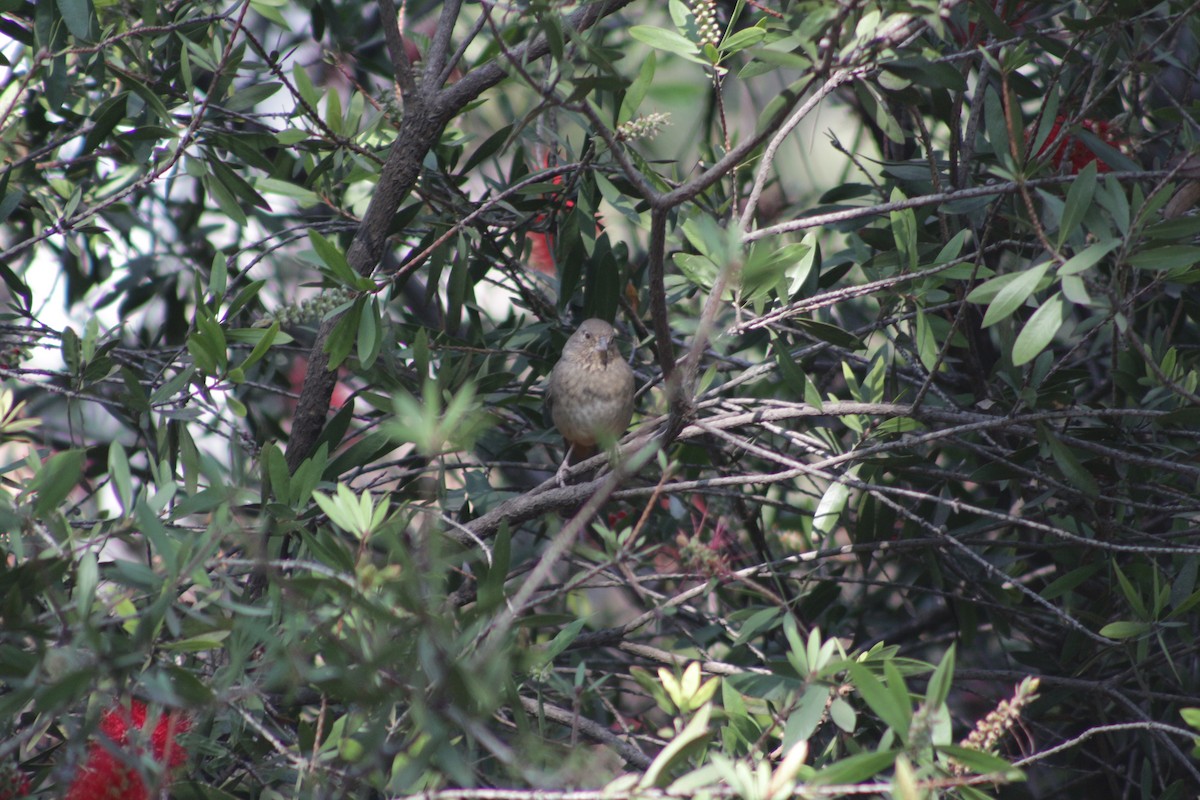 House Finch - ML615719498