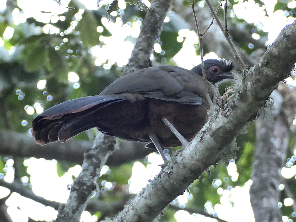 Chachalaca Ventricastaña - ML615719508