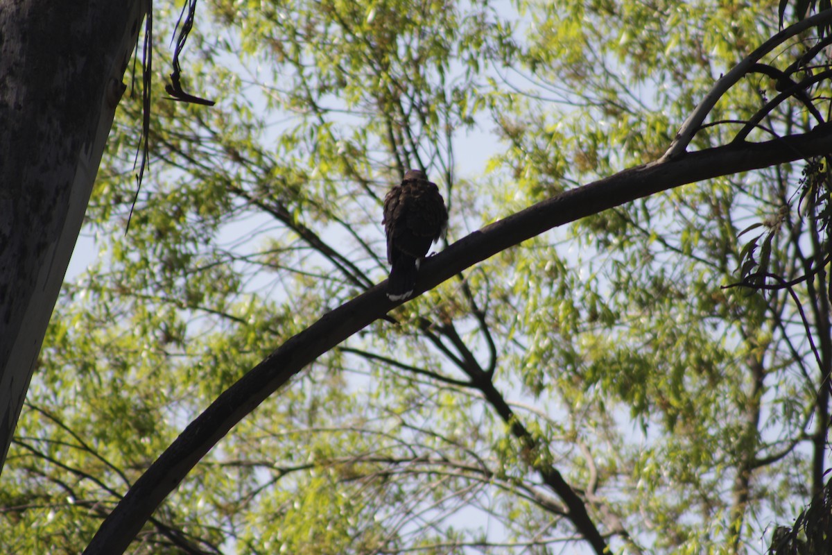 Harris's Hawk - ML615719509