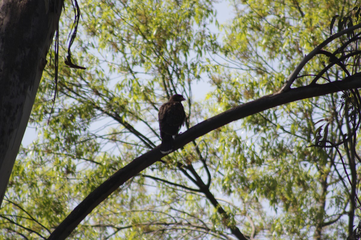 Harris's Hawk - ML615719510